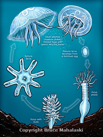 052 - Jellyfish Lifecycle Diagram